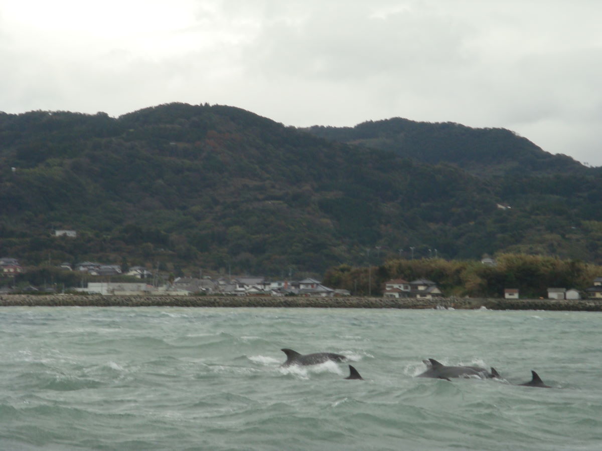 Amakusa Dolphin Watching